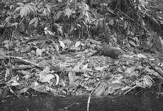 Researchers Capture Rare Otter Sighting In Malaysia After 11-Year Absence
