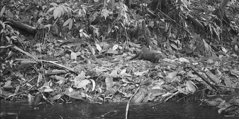 Researchers Capture Rare Otter Sighting In Malaysia After 11-Year Absence