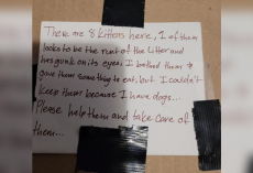 A Strange Feeling Leads Rescuer To Abandoned Box Of Kittens