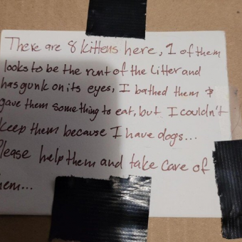 A Strange Feeling Leads Rescuer To Abandoned Box Of Kittens