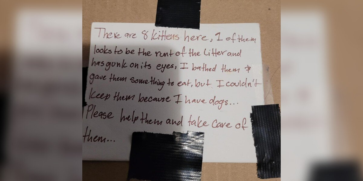 A Strange Feeling Leads Rescuer To Abandoned Box Of Kittens