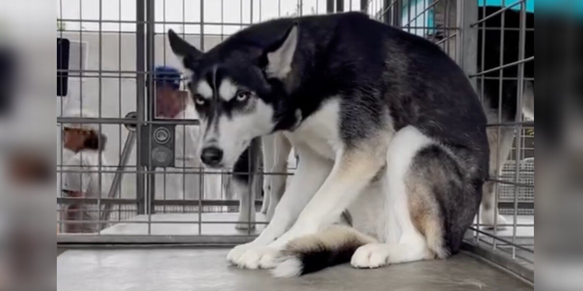 Husky Surrendered For Being ‘Too Much’ Finally Finds The Family She Deserves