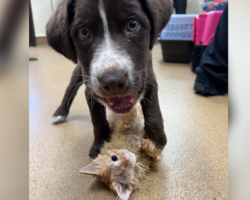 Puppy Gets Lifesaving Surgery — And Finds Love With Another Survivor