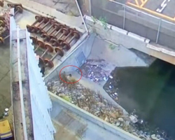 Security Cameras Reveal Someone Fluffy Trapped Inside Recycling Center