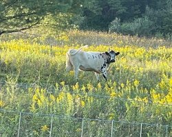 ‘Feral’ Cow Finally Learns Love After Meeting Her First Friend