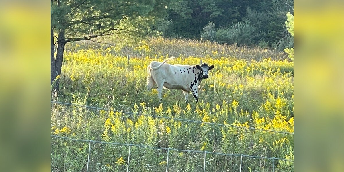 ‘Feral’ Cow Finally Learns Love After Meeting Her First Friend