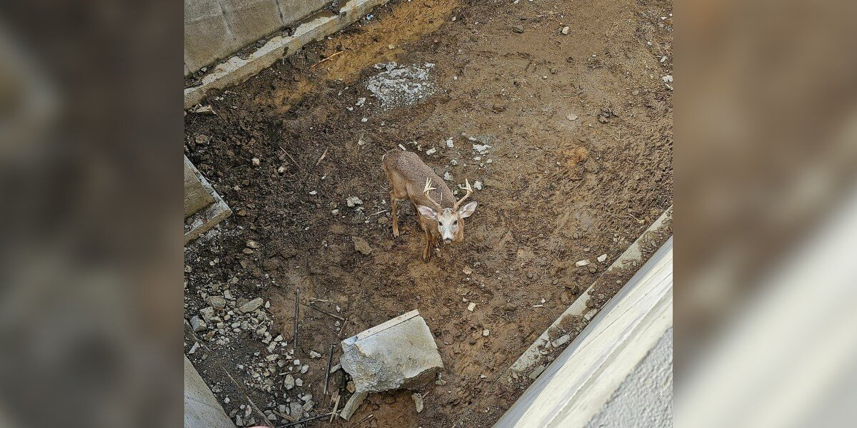 Deer Trapped In Construction Site Gets Rescued — And Helps A Man Find His Dog
