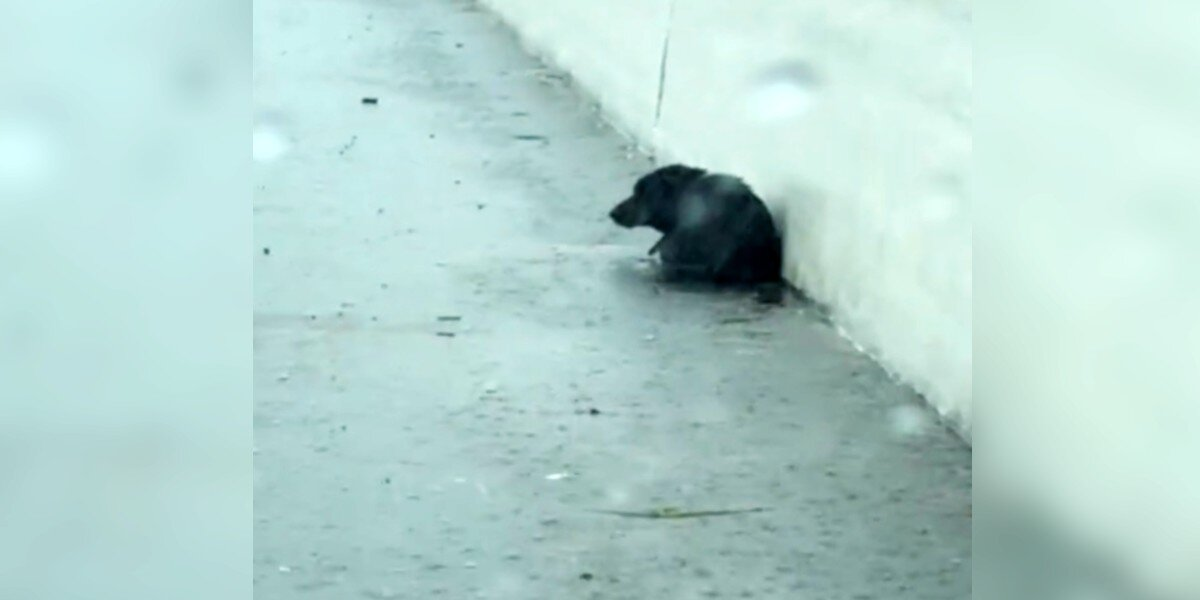 Driver Mistakes ‘Garbage Bag’ On Highway For Trash — Then Realizes It’s A Puppy