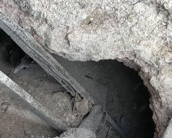 Tiny Face Peeks Out From Abandoned Mineshaft — And Rescuers Rush To Save Her