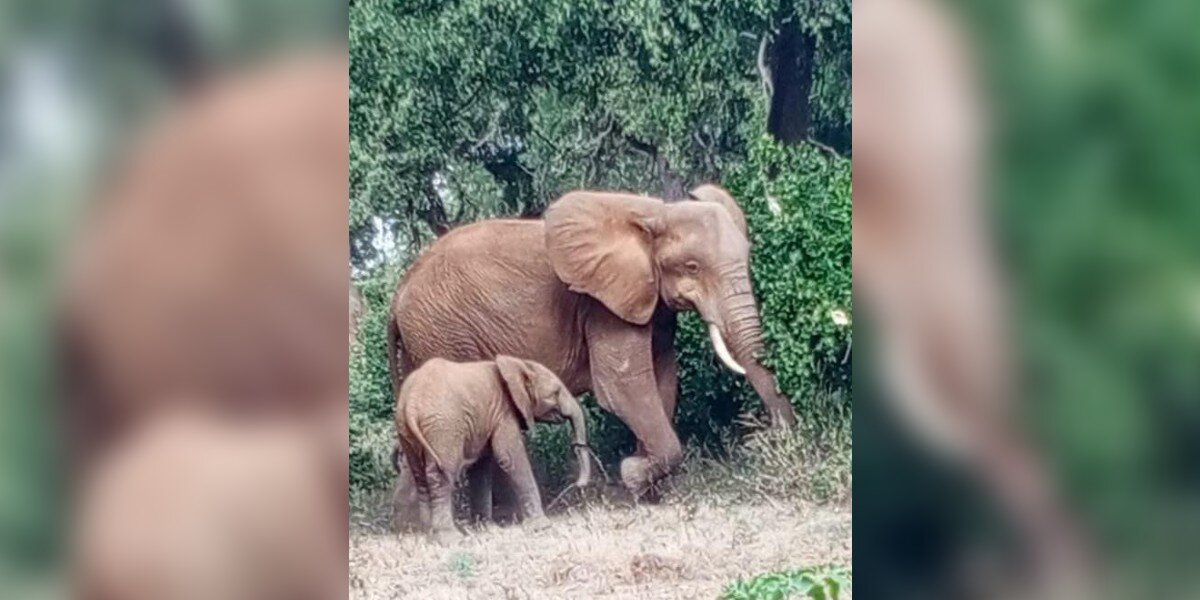 Baby Elephant’s Trunk Looks Strange — Then Rescuers Discover The Heartbreaking Truth