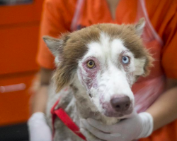 Abandoned Husky Can’t Stop Smiling After Finally Being Rescued