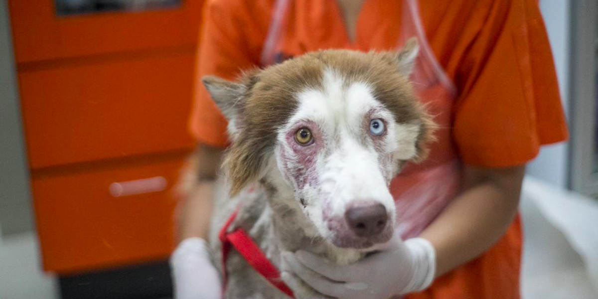 Abandoned Husky Can’t Stop Smiling After Finally Being Rescued