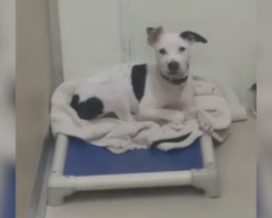 ‘Last Left Of Her Litter’ Watches Every Sibling Get Adopted — Until Someone Finally Sees Her