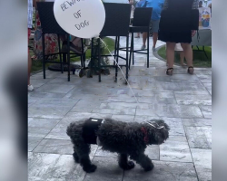 Family Ties A Balloon To Their Senior Dog — So He Can Safely Join The Party