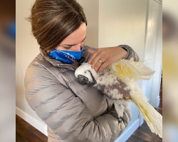 25-Year-Old Parrot Clings to Woman After a Lifetime of Neglect — And Changes Her Life Too