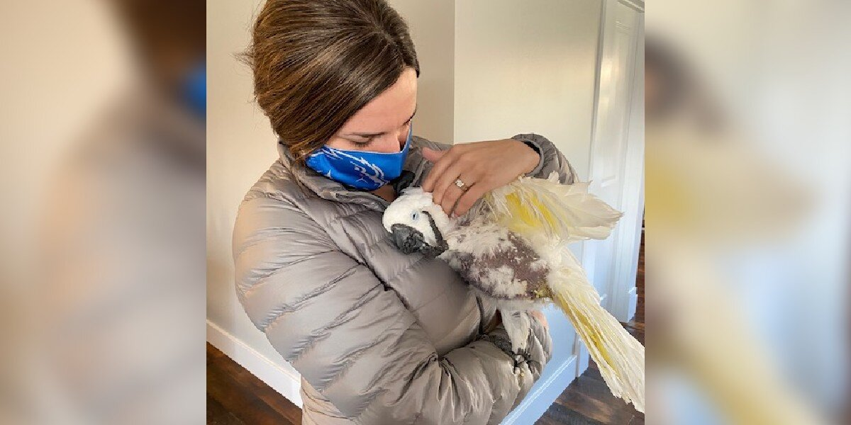 25-Year-Old Parrot Clings to Woman After a Lifetime of Neglect — And Changes Her Life Too