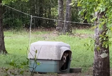 Couple Touring Empty Home Spot Old Doghouse — And Find a Sad Face Peeking Out