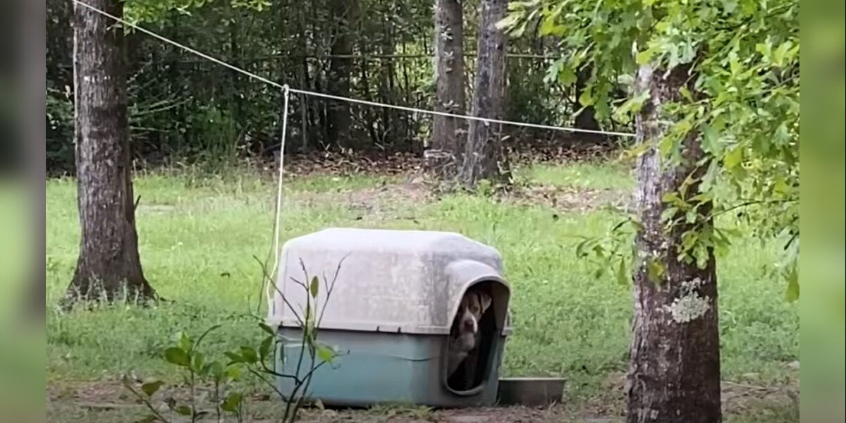 Couple Touring Empty Home Spot Old Doghouse — And Find a Sad Face Peeking Out