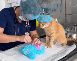 Vet Tech Performs “Emergency Surgery” on Cat’s Favorite Toy
