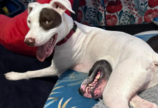 Photo of Dog with a “Stomach Mouth” Has the Sweetest Story Behind It