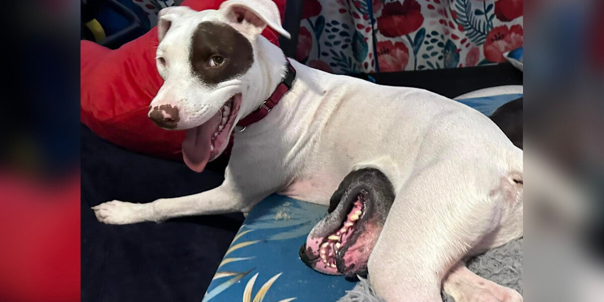 Photo of Dog with a “Stomach Mouth” Has the Sweetest Story Behind It