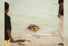 Majestic Sea Turtle Photobombs Family’s Beach Photoshoot — In The Most Magical Way
