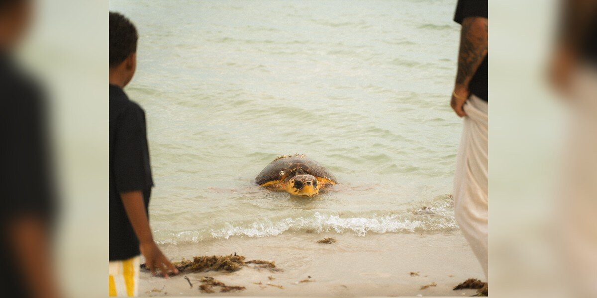 Majestic Sea Turtle Photobombs Family’s Beach Photoshoot — In The Most Magical Way