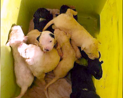 10 Tiny Puppies Found Dumped In A Trash Bin Outside Shelter