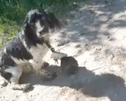 Woman Spots Soaking-Wet Dog By River — Then Sees The Anchor Around His Neck