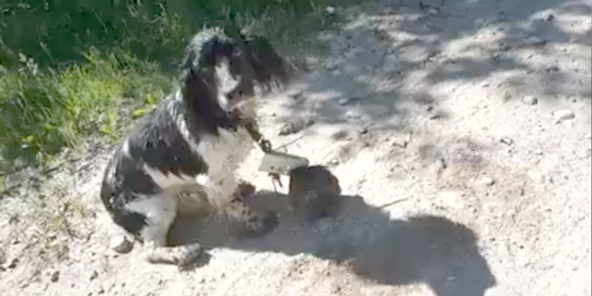 Woman Spots Soaking-Wet Dog By River — Then Sees The Anchor Around His Neck