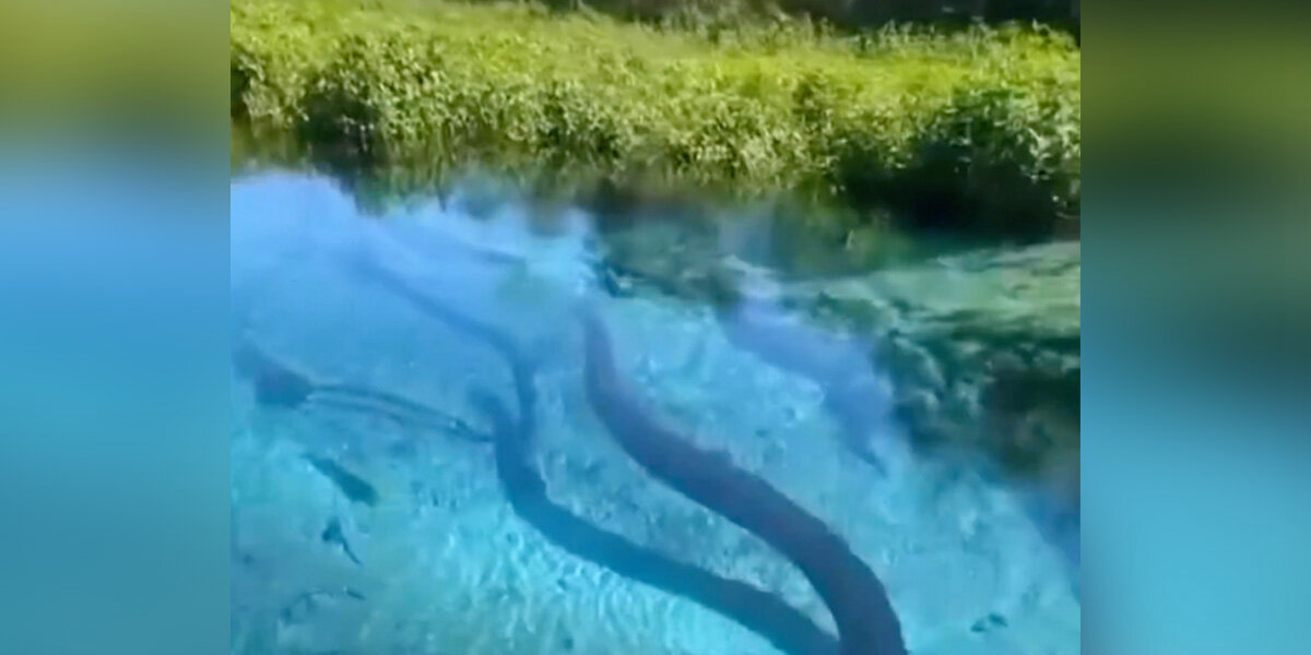 River Boat Crew Spots Something Massive Moving Just Beneath The Surface