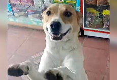 Dog Visits Candy Shop Every Day — Then Shows Up With A Surprise Guest
