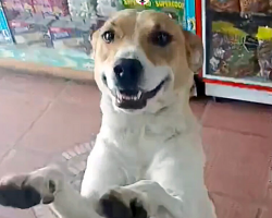 Dog Visits Candy Shop Every Day — Then Shows Up With A Surprise Guest