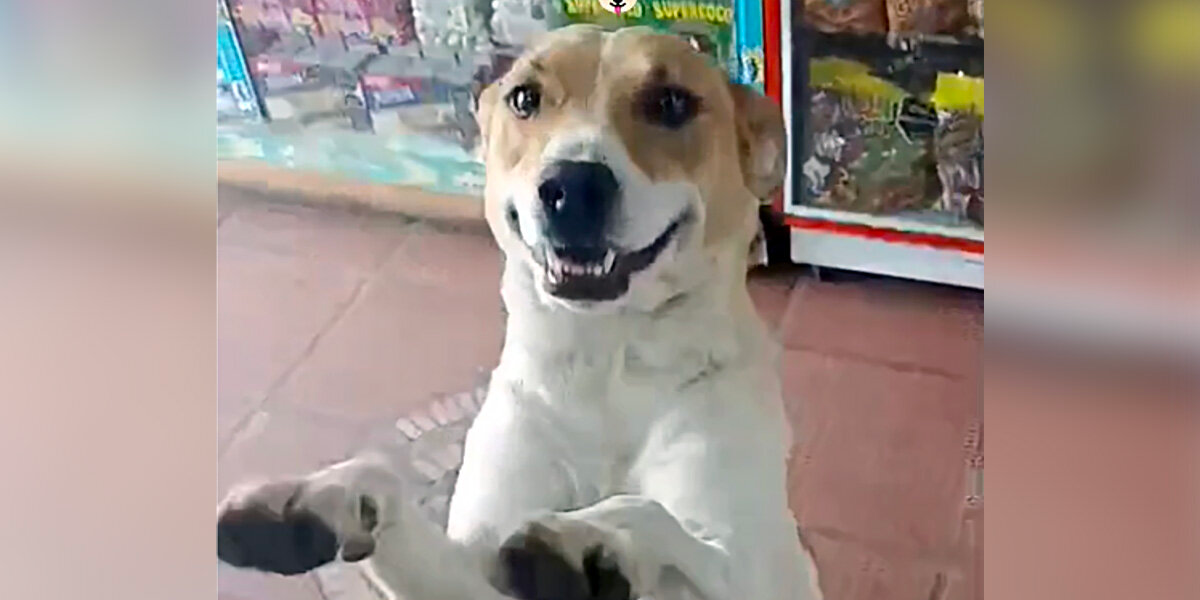 Dog Visits Candy Shop Every Day — Then Shows Up With A Surprise Guest
