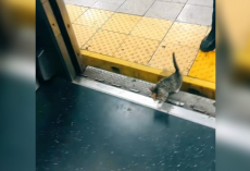 Commuters Are Stunned When A Tiny Passenger Hops On The Subway