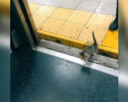 Commuters Are Stunned When A Tiny Passenger Hops On The Subway