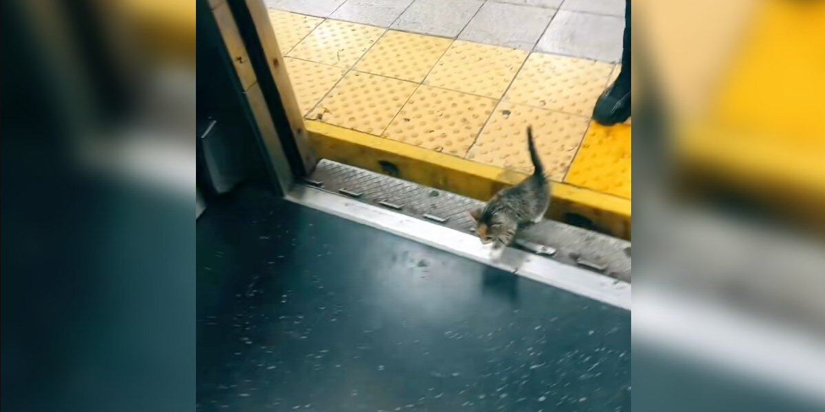 Commuters Are Stunned When A Tiny Passenger Hops On The Subway