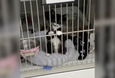 Tiny Kitten Glues Himself to Kennel Bars, Begging for Someone to Notice Him
