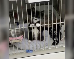 Tiny Kitten Glues Himself to Kennel Bars, Begging for Someone to Notice Him