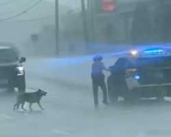 Highway Patrol Officer Brings Dog to Safety During Torrential Rain