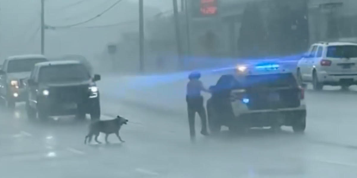 Highway Patrol Officer Brings Dog to Safety During Torrential Rain