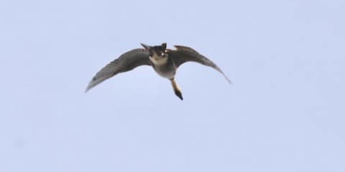 People Are Stumped Over What Looks Like a Flying Cat