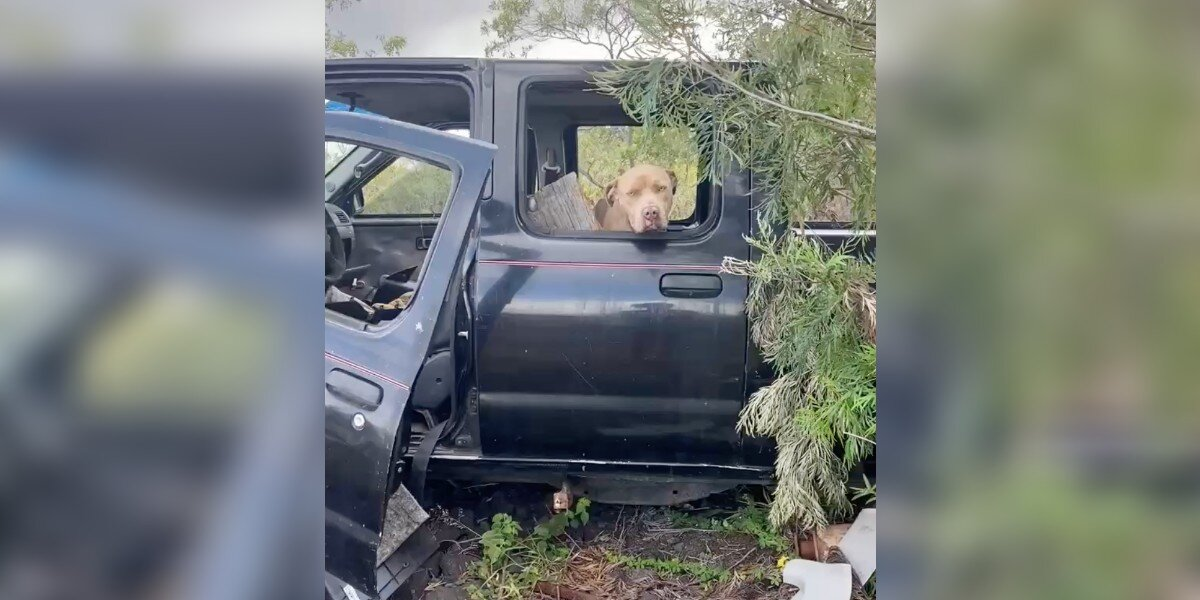 Dog Found Waiting in Abandoned Car — Ready for a Fresh Start