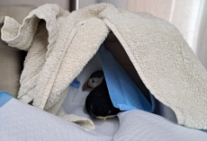 Lost Little Puffin Found Wandering 110 Miles From the Sea