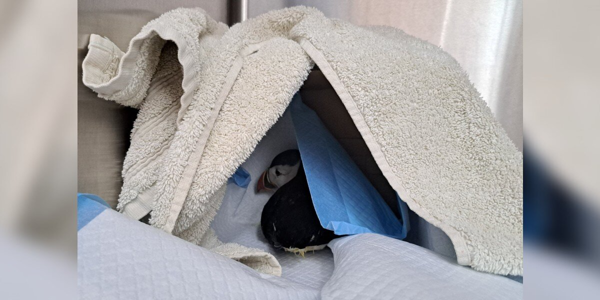 Lost Little Puffin Found Wandering 110 Miles From the Sea