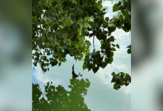 Couple Spots ‘Deceased’ Animal Hanging Over Lake — Then Realizes The Truth