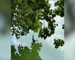 Couple Spots ‘Deceased’ Animal Hanging Over Lake — Then Realizes The Truth