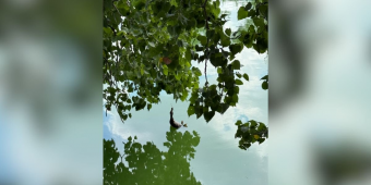 Couple Spots ‘Deceased’ Animal Hanging Over Lake — Then Realizes The Truth