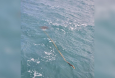 Kite Surfer Notices a Stick in the Waves — Then Realizes Someone’s Trapped at the End