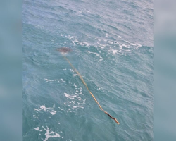 Kite Surfer Notices a Stick in the Waves — Then Realizes Someone’s Trapped at the End